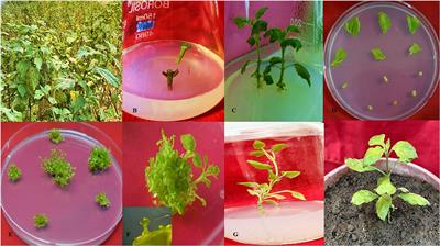 Enhancing drought resistance in Pogostemon cablin (Blanco) Benth. through overexpression of ACC deaminase gene using thin cell layer regeneration system